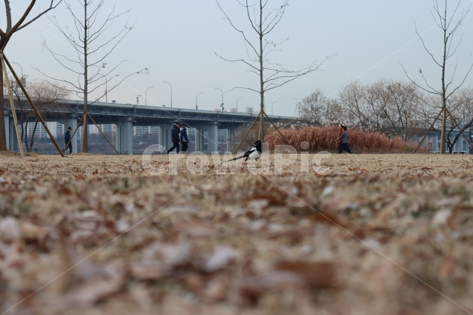한강,까치,동물,새,다리