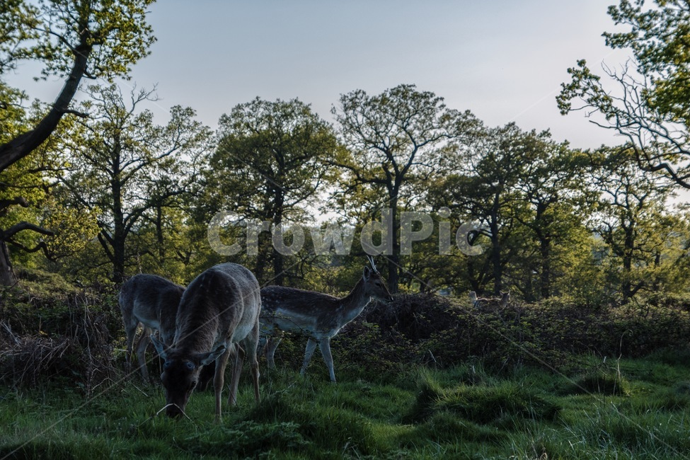 자연,공원,사슴,동물,나무,nature,park,deer,animal,tree,동물,animal,포유류,mammal