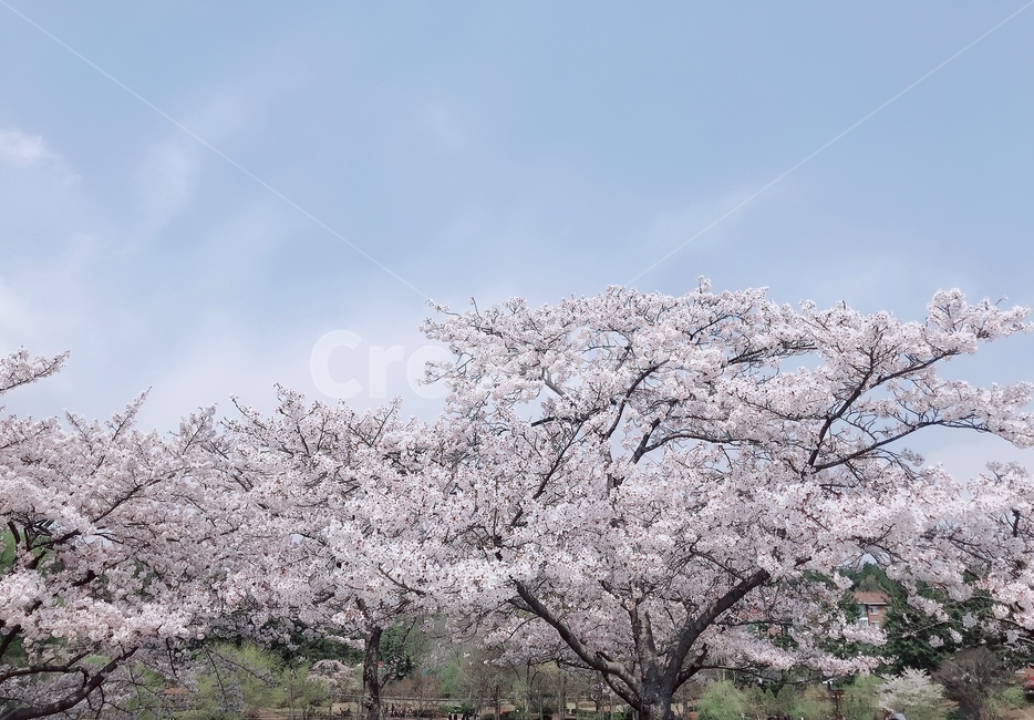 벚꽃,분홍색,나무,풍경,벚꽃나무,봄