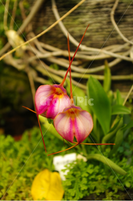 꽃,flower,식물,color,마스데발리아,식물,자연,plants,nature,꽃,flower