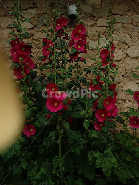 flower,꽃,blossom,plant,식물,geranium,제라늄,식물,자연,plants,nature,꽃,flower