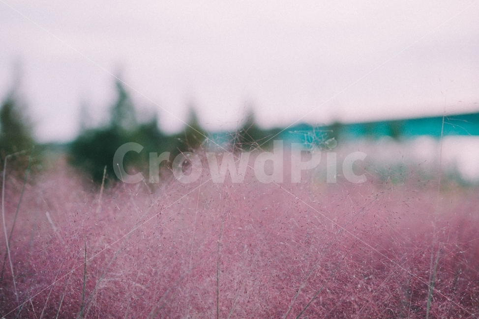 핑크뮬리,핑크,낙동강생태공원,억새,갈대,10월출사,자연풍경,pink,식물,자연,plants,nature,감성,sensible,feeling