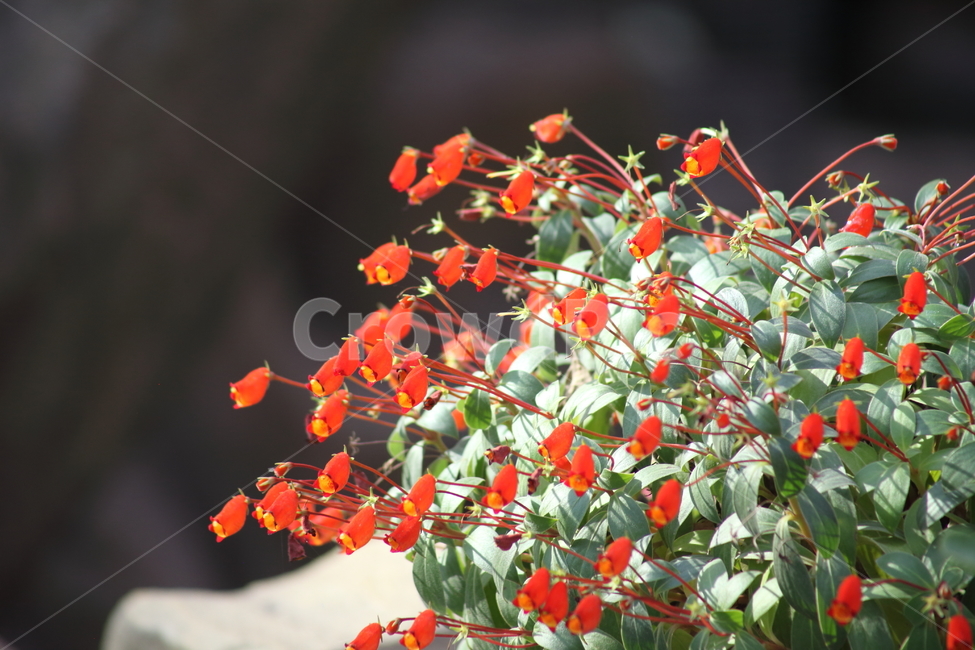 시마니아,실비티카,식물,꽃,seemanniasylvatica,식물,자연,plants,nature,꽃,flower