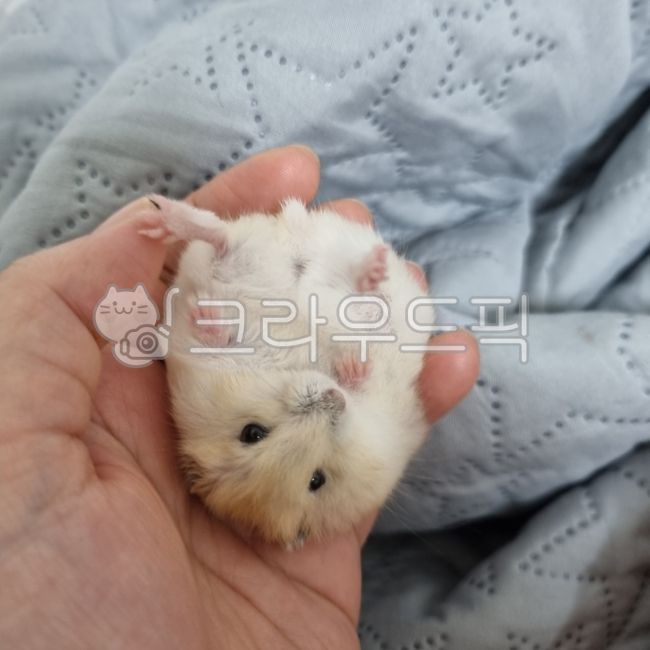 햄스터,햄토리,푸딩햄스터,찍찍,푸딩