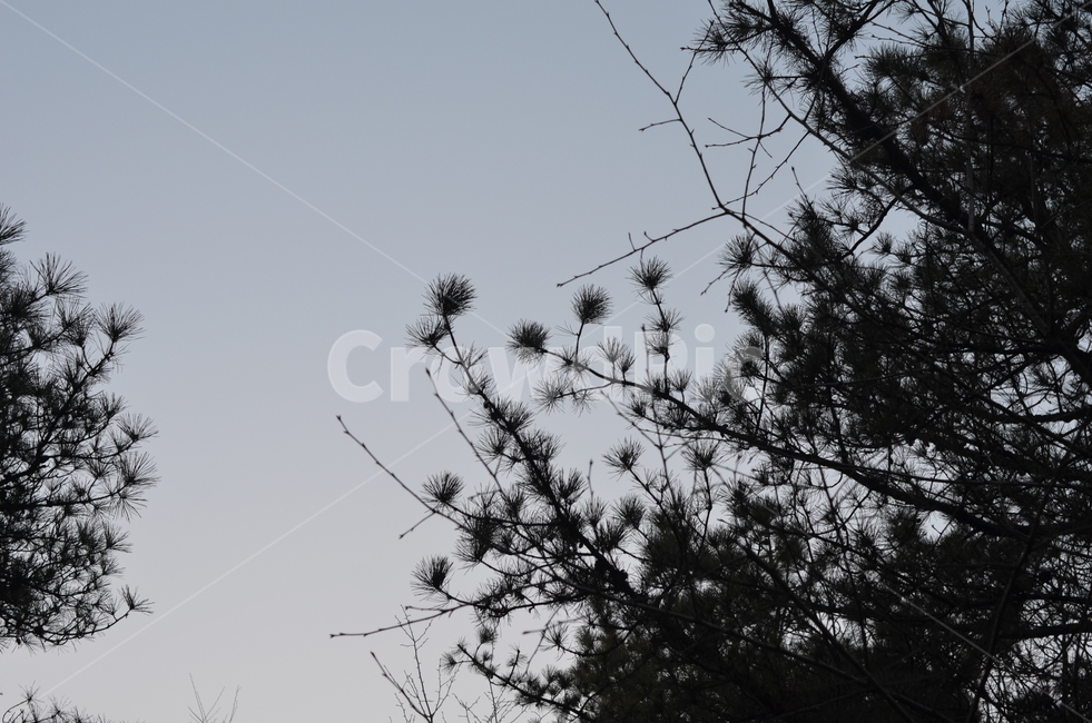 소나무,나무,하늘,자연,tree,sky,nature,나뭇가지