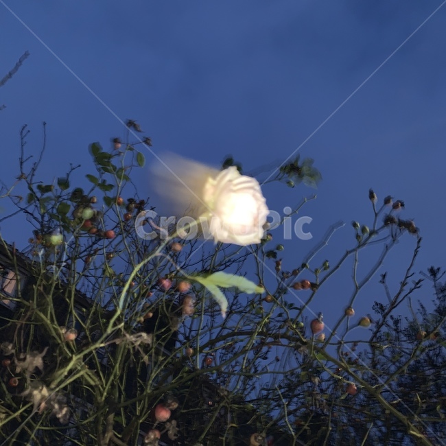 꽃,감성,장미,flower,rose,예쁜
