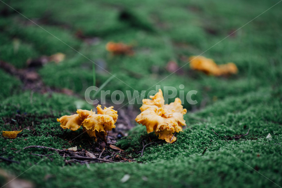 버섯목,버섯,식물,mushroom,야생,버섯,mushroom