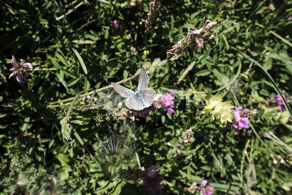 나비,꽃,자연,풀,동화,식물,자연,plants,nature,꽃,flower