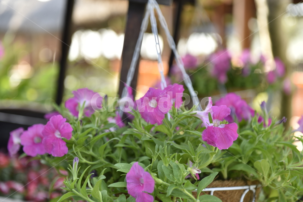 flower,꽃,blossom,식물,plant,planter