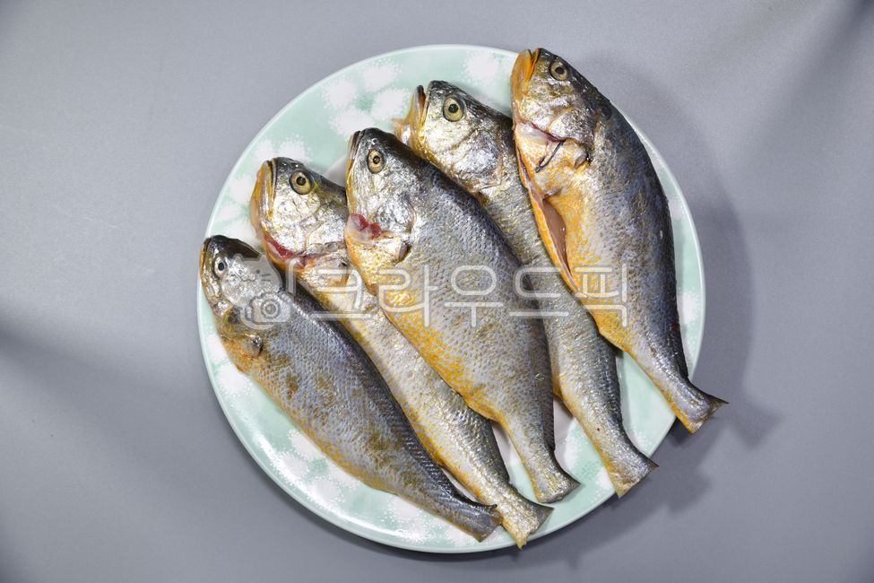 조기, 생조기, 참조기, 백조기, 생선, 사진,이미지,일러스트,캘리그라피 - 백봉작가