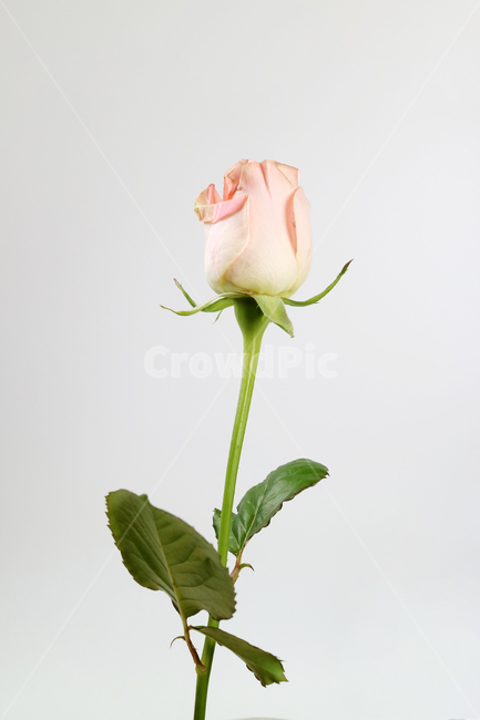장미,장미꽃,분홍꽃,분홍장미,꽃송이,꽃봉오리,백그라운드,식물,자연,계절,봄,꽃,배경,배경이미지,내추럴,flower,nature,flora,background,핑크,분홍,pink,꽃,flower