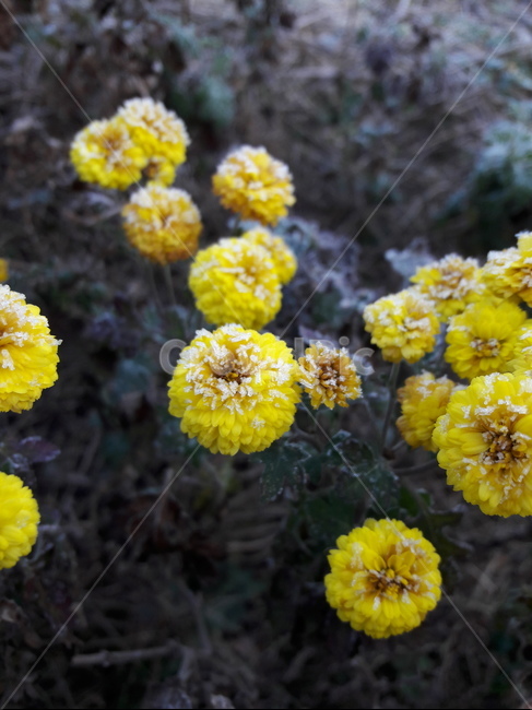 서리,겨울,노란,꽃,식물,아침,flower,겨울,계절,winter,season,식물,자연,plants,nature,꽃,flower