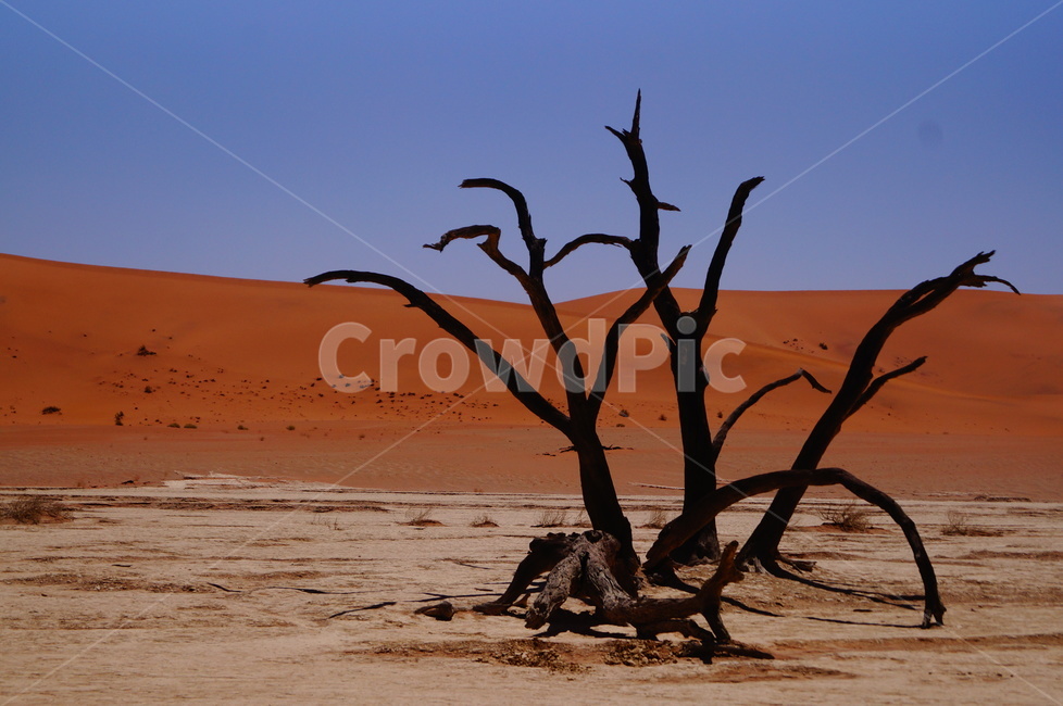 나미비아,사막,데드블레이,죽은나무,namibia,desert,deadvlei,tree,drytree,deadtree