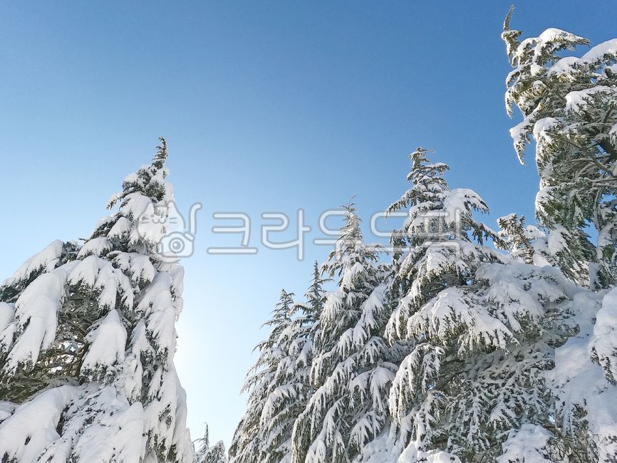 설경,눈오는날,상록수,snowing,겨울,호수,설산,겨울,계절,winter,season