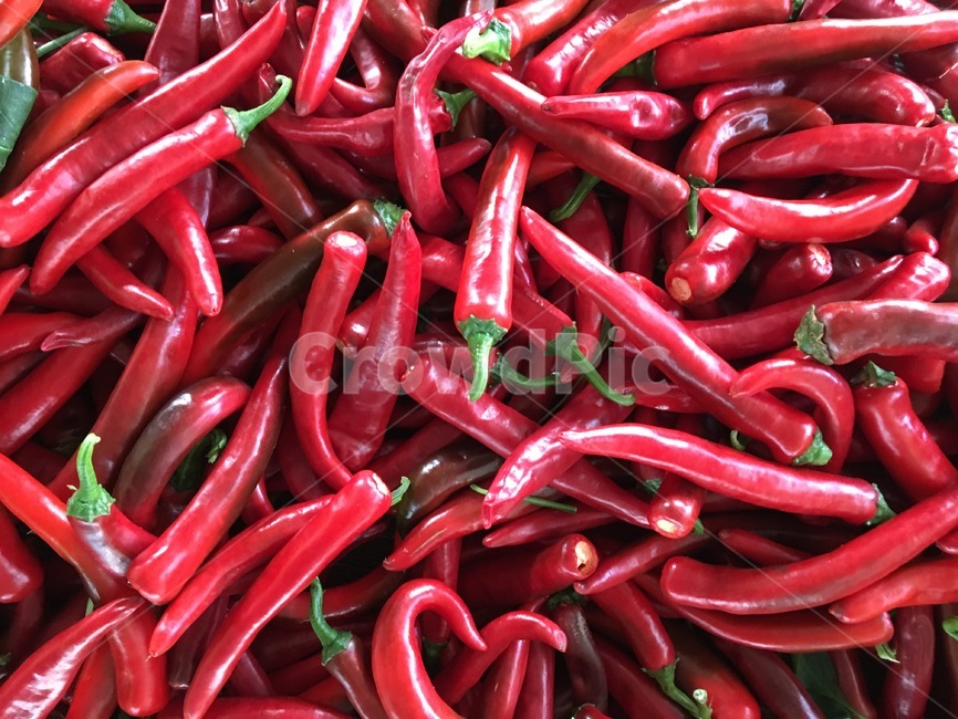 고추,김장,농장,자연,농산물,채소,야채,vegetables,농업,농사,agriculture,farming,farming industry