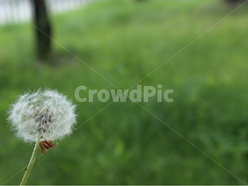 식물,민들레,홀씨,공원,흰색,씨,확대,클로즈업,식물,자연,plants,nature,꽃,flower