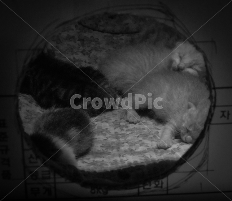 고양이,아기고양이,귀여움,흑백,자는모습,abyssinian,아비시니아,animal,동물,cat,애완동물,pet,포유류,mammal,잠자는,반려동물,냥이,kitten,kitty,반려묘,귀여운동물,sleeping,잠든모습