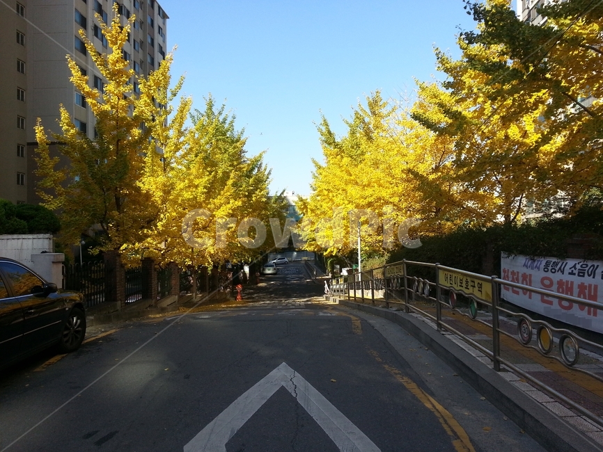 가로수길,은행나무길,가을풍경,아파트단지,도로