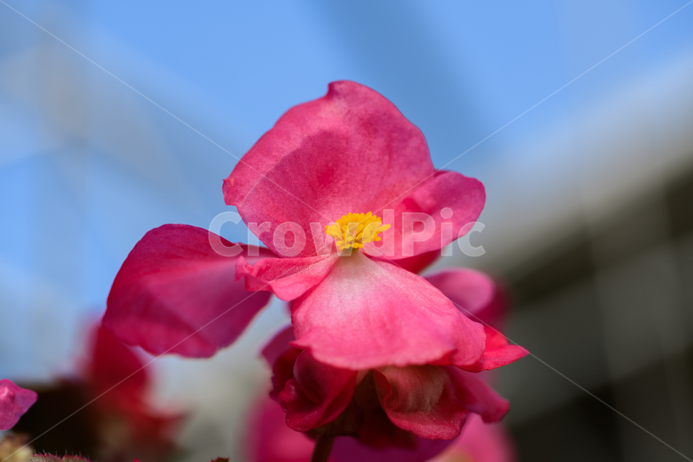 접사,분홍,꽃,봄꽃,봄,식물원,식물,자연,plants,nature,꽃,flower