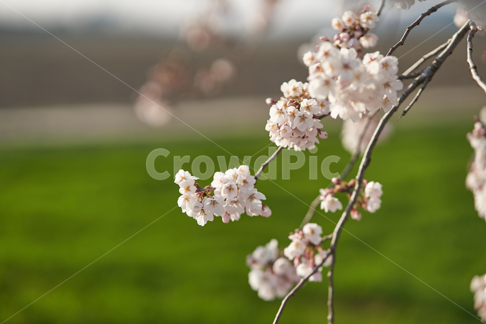 spring,flowers,botanical,봄,꽃