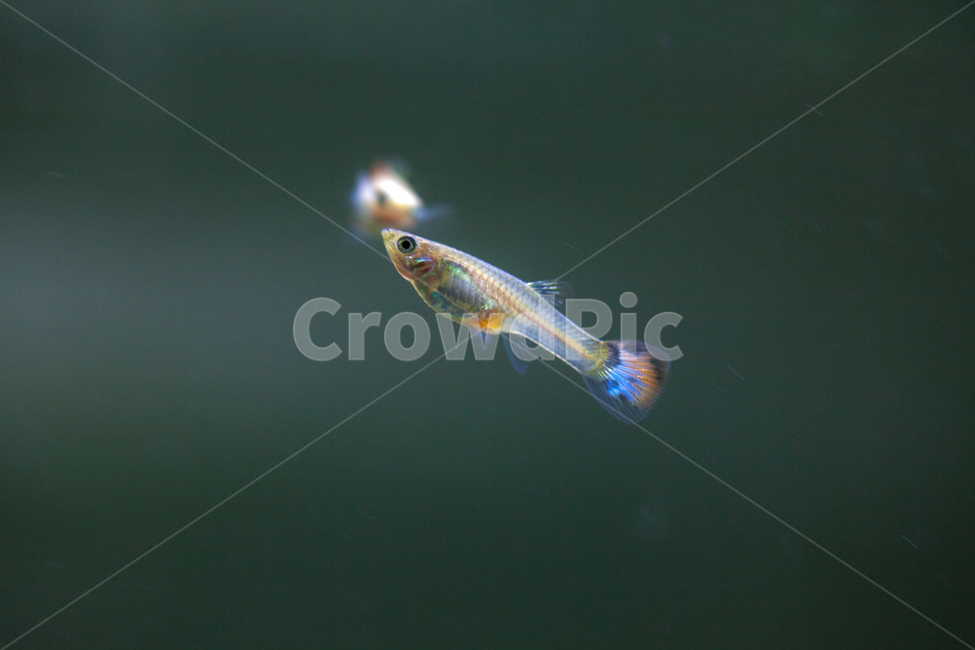 water,물,구피,열대어,수족관,어류,어항,치어,물고기,fish,동물,animal,어류,물고기,fish