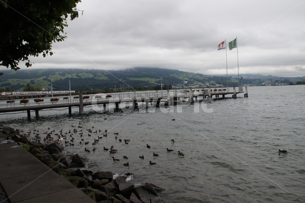 스위스,취리히,호수,swiss,zurich,lake,자연,풍경,nature,landscape,해외,외국,세계,foreign,oversea,world,세계자연풍경,해외자연풍경,외국자연풍경,world nature landscape,bird,새,animal,동물
