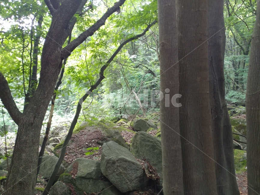 편백,편백숲,숲,식물,편백나무,측백나무과,구과목,상록침엽교목,chamaecyparisobtusa,자연,풍경,nature,landscape,tree,나무,plant