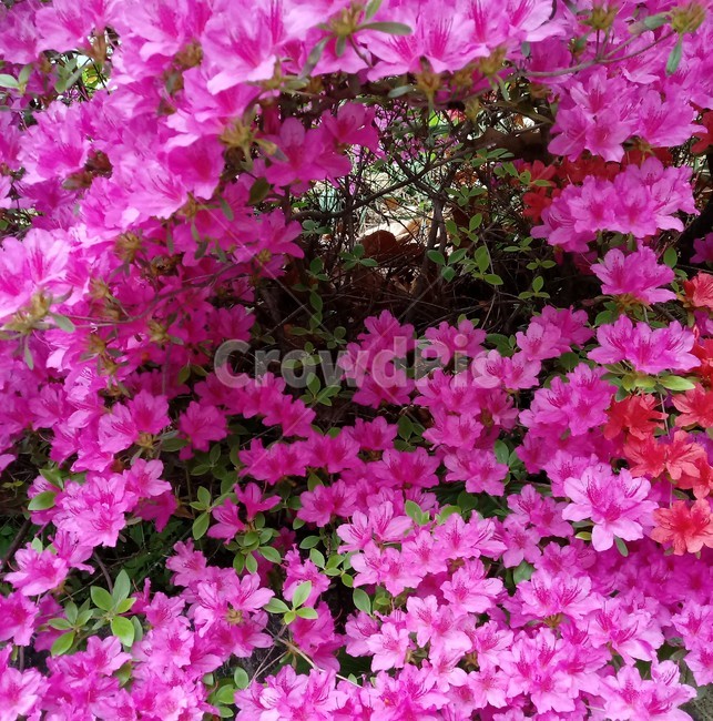 철쭉,smilerosebay,진달래과,식물,봄꽃,개꽃나무,springseasonflower,척촉화,낙엽관목,관상용