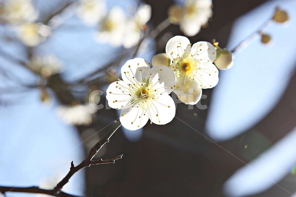 매화,매화꽃,꽃,꽃잎,봄꽃,봄,식물,자연,공원,식물,자연,plants,nature,꽃,flower