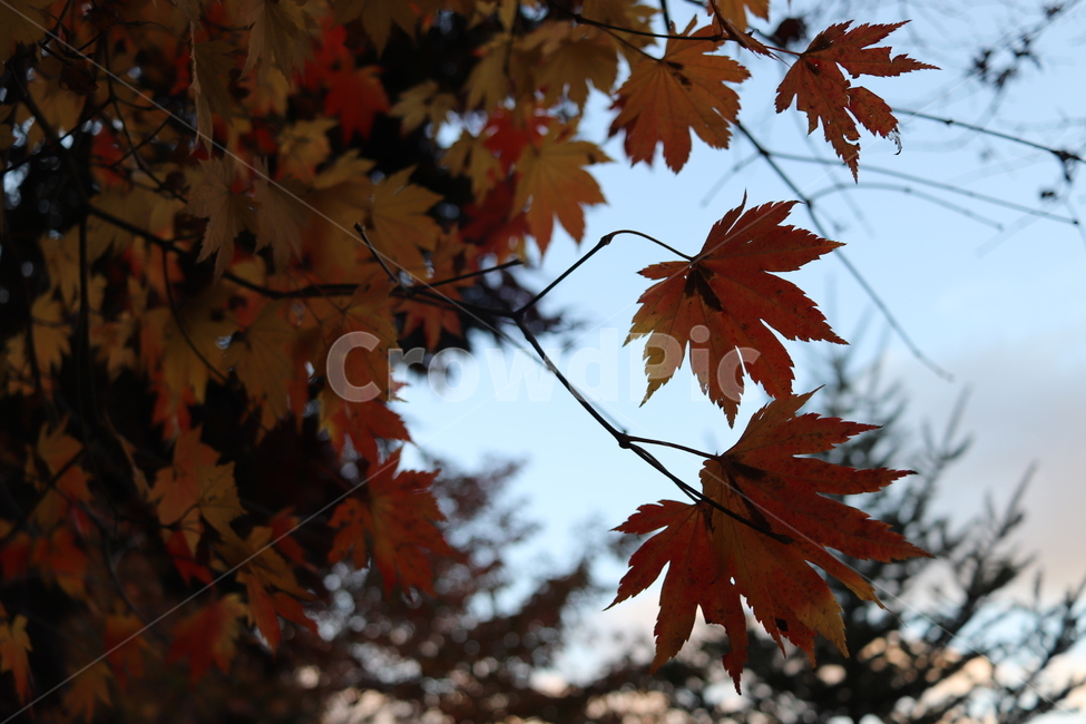 가을,단풍,낙옆,나무,하늘,산,가을,계절,fall,autumn,season,식물,자연,plants,nature,leaf,잎,plant,tree,maple