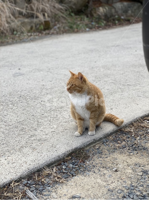 고양이,cat,동물,pet,애완동물
