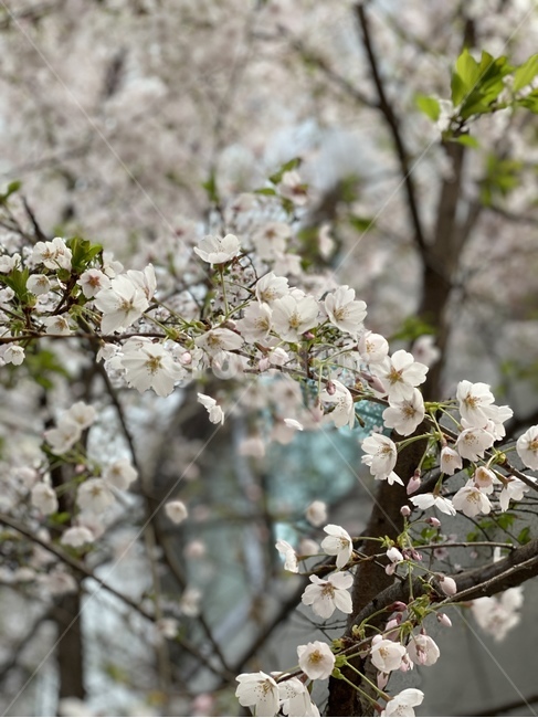 plant,식물,blossom,flower,벚꽃,봄,spring,cherryblossom