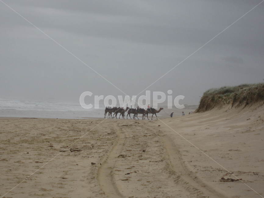 흙,soil,모래,sand,낙타,자연,풍경,nature,landscape,해외,외국,세계,foreign,oversea,world,세계자연풍경,해외자연풍경,외국자연풍경,world nature landscape