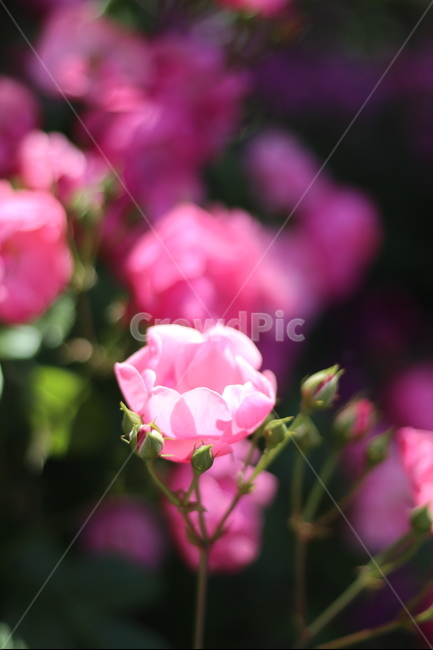 장미꽃,장미,핑크,맑음,5월,풍경,중랑천,식물,자연,plants,nature,꽃,flower