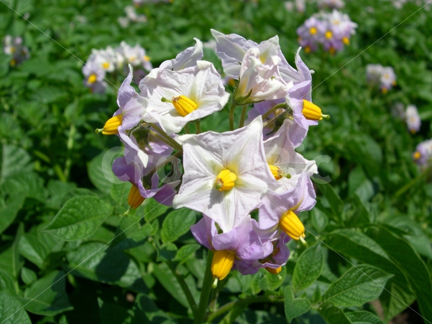 꽃,감자꽃,감자,식물,자연,플라워,flower,식물,자연,plants,nature,꽃,flower