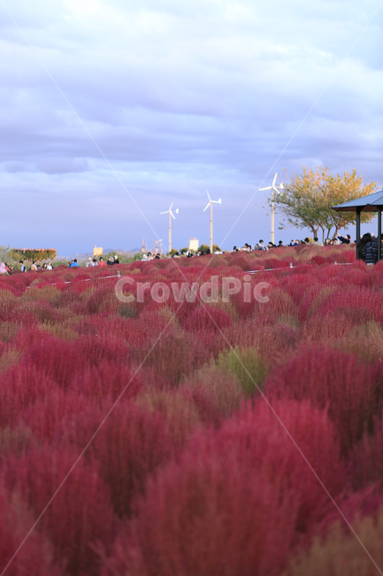 댑싸리,꽃댑싸리,가을,하늘공원,핑크,fall,park,pink,가을,계절,fall,autumn,season,자연,풍경,nature,landscape,한국자연풍경,한국자연경관,korea nature landscape,plant,식물