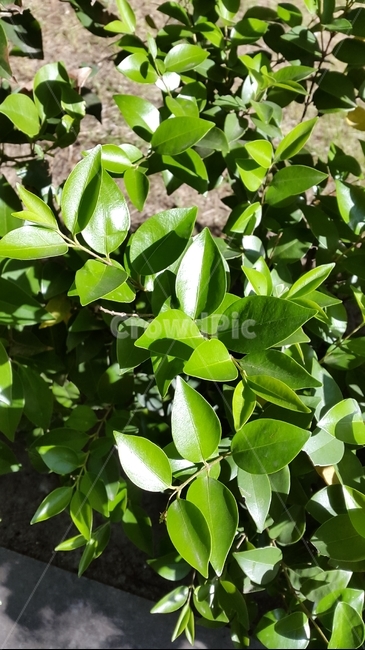 사철,여름,봄,햇살,새싹,나무,푸름