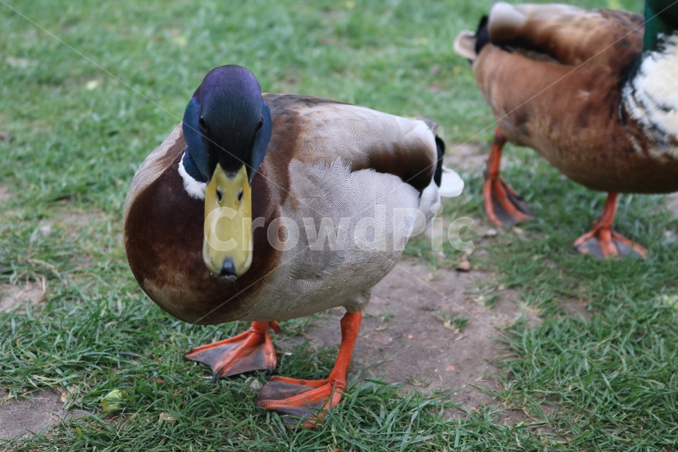 오리,duck,새,bird,청둥오리,animal,동물,waterfowl,물새,동물,animal,조류,새,birds