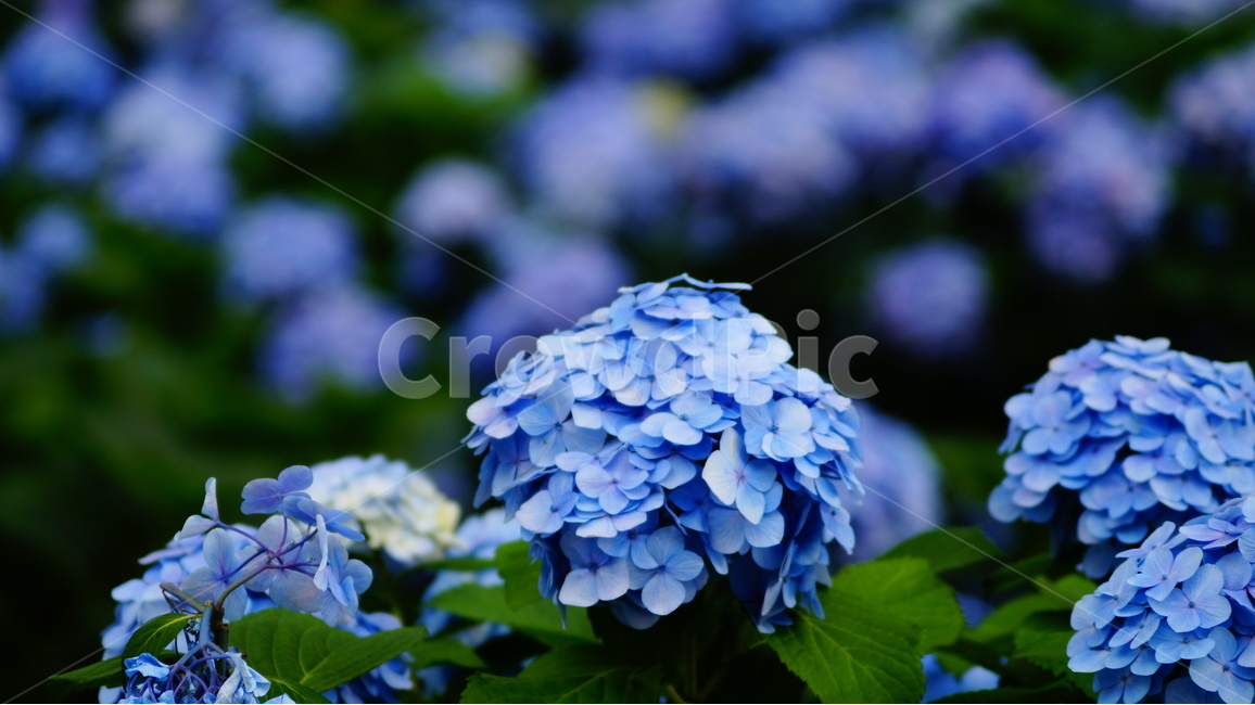 수국,수국꽃,꽃,꽃사진,식물,식물,자연,plants,nature,꽃,flower