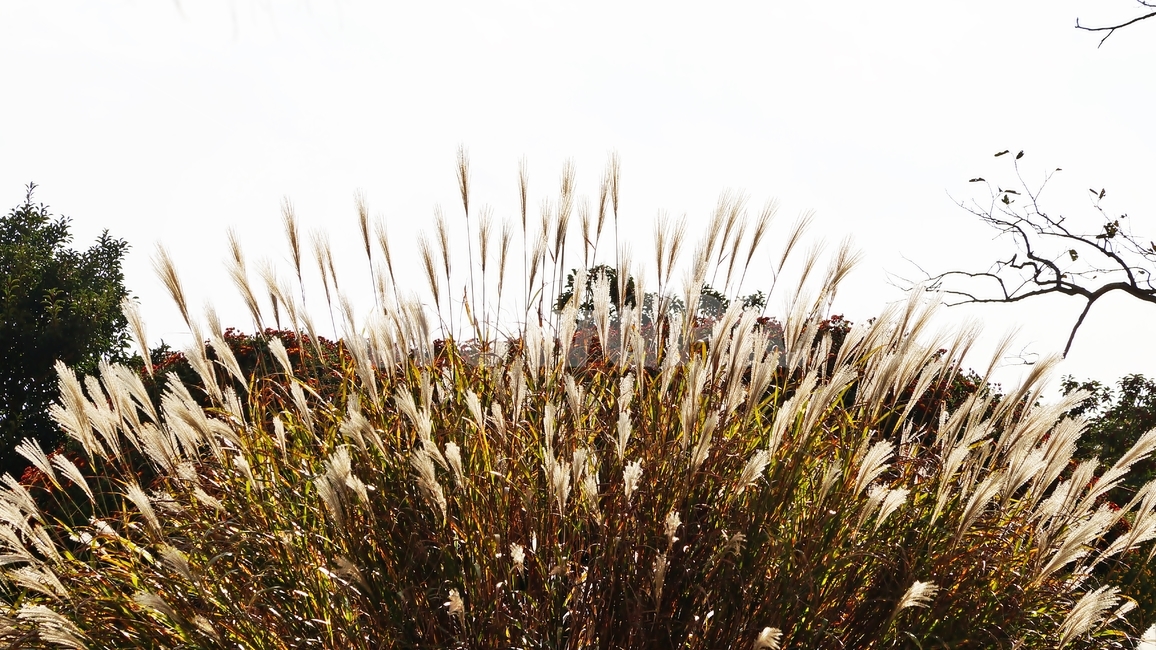 갈대,꽃축제,가을,꽃길,식물,가을,계절,fall,autumn,season,grass,잔디,plant,lawn,reed