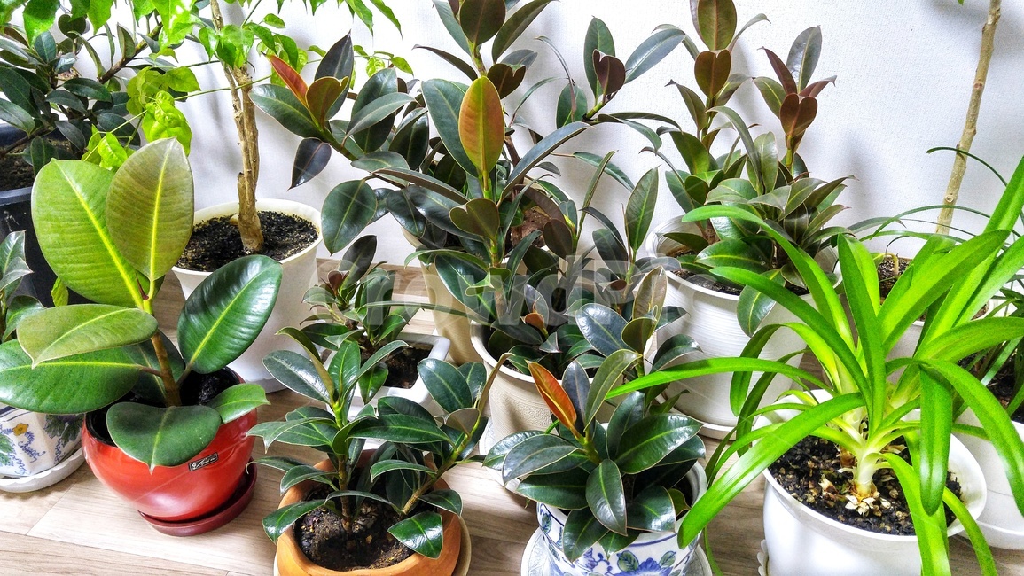 화초,식물,고무나무,leaf,잎,plant,실내용화초,화분,화초,house plant