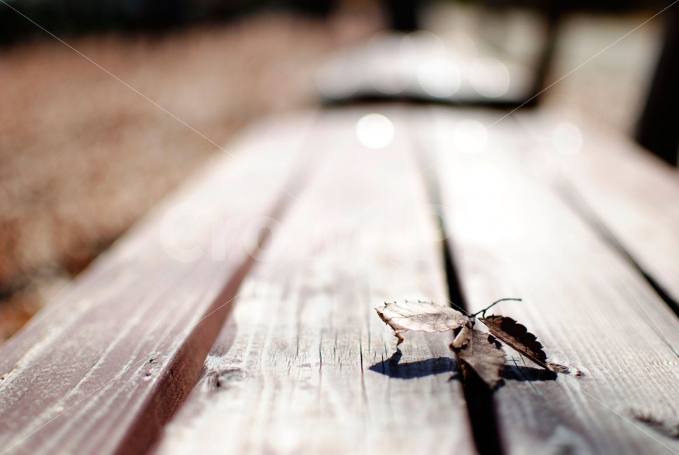 가을,휴식,벤치,낙엽,고독,감성,autumn,fall,sensibility,leaf,lonely,의자,가을,계절,fall,autumn,season,식물,자연,plants,nature,감성,sensible,feeling,wood,나무,tabletop,테이블 탑,furniture,가구