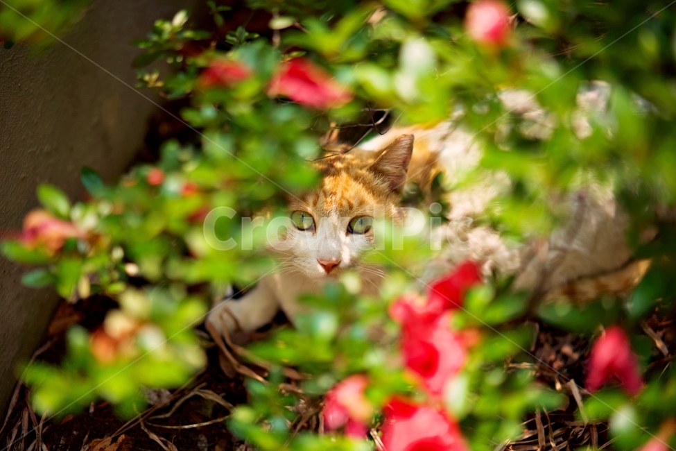 stray cat,nature,a look,cat,Emotion