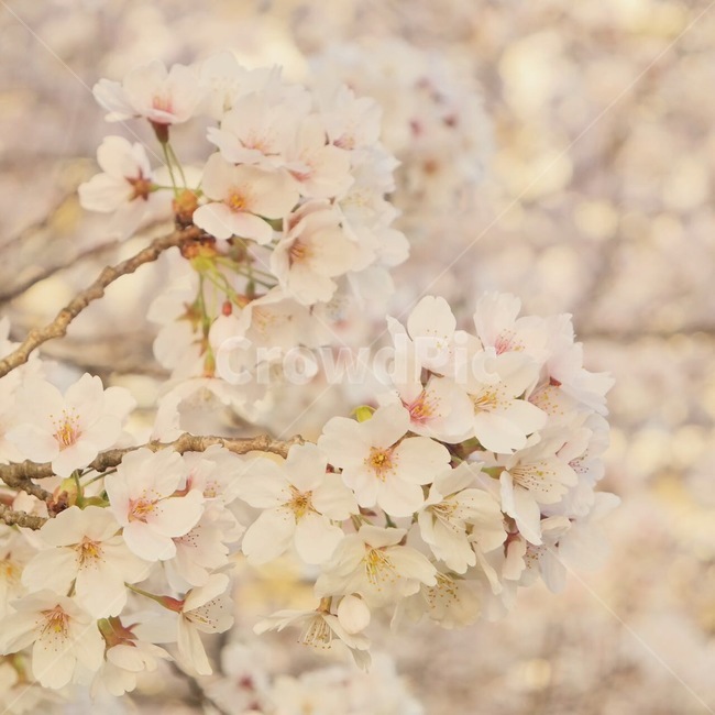 벚꽃,봄꽃,벚나무,cherryblossom,spring,식물,꽃,아름다운,공원,핑크색,꽃나무,자연,plants,flowers,beautiful,park,pink,식물,자연,plants,nature,꽃,flower