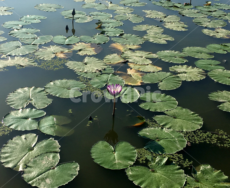 연꽃,lotus,plant,식물,꽃,flower,식물,자연,plants,nature,꽃,flower