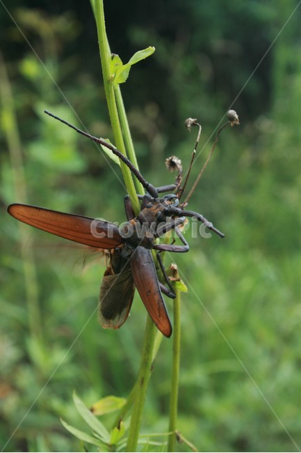 버들하늘소,딱정벌레목,하늘소과,곤충,동물,자연,동물,animal,곤충,벌레,insect,bug