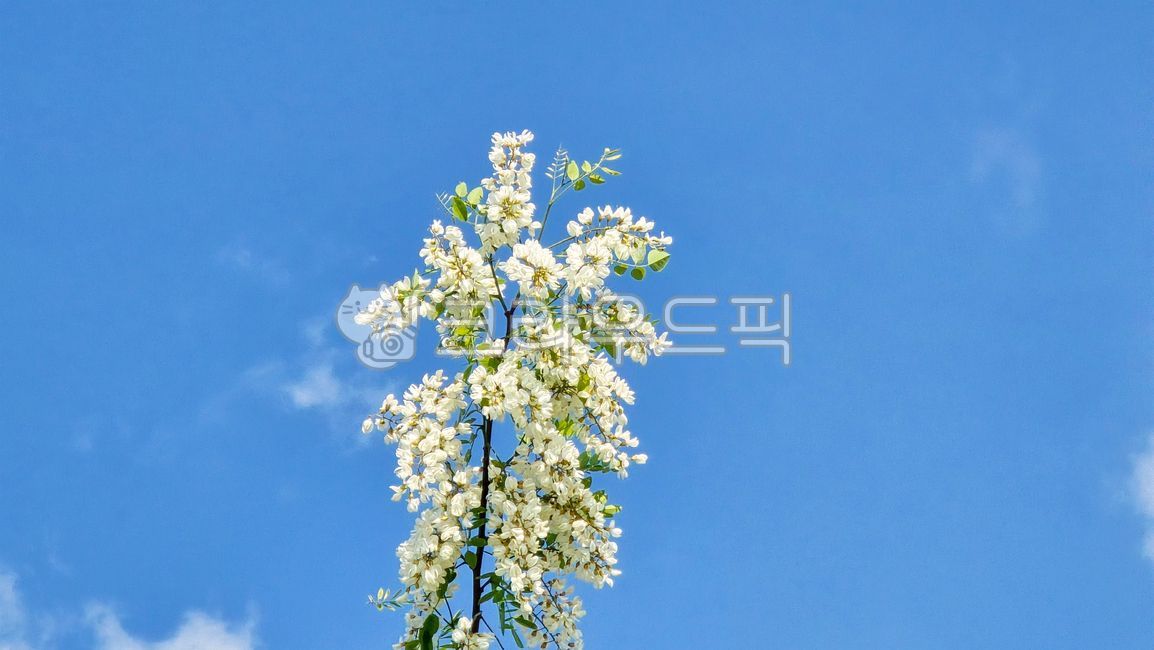 sky,white flower,blossom,blank space,leaf,branch,flower,cloud,blue,Acacia,acacia