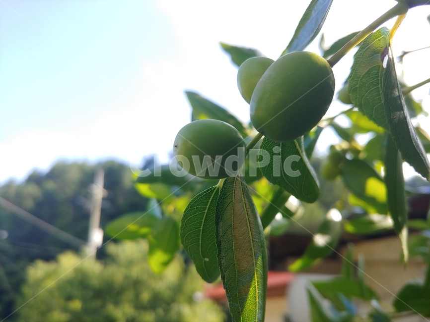 식물,열매,과일,frute,plant,대추나무,대추,과일,열매,fruit