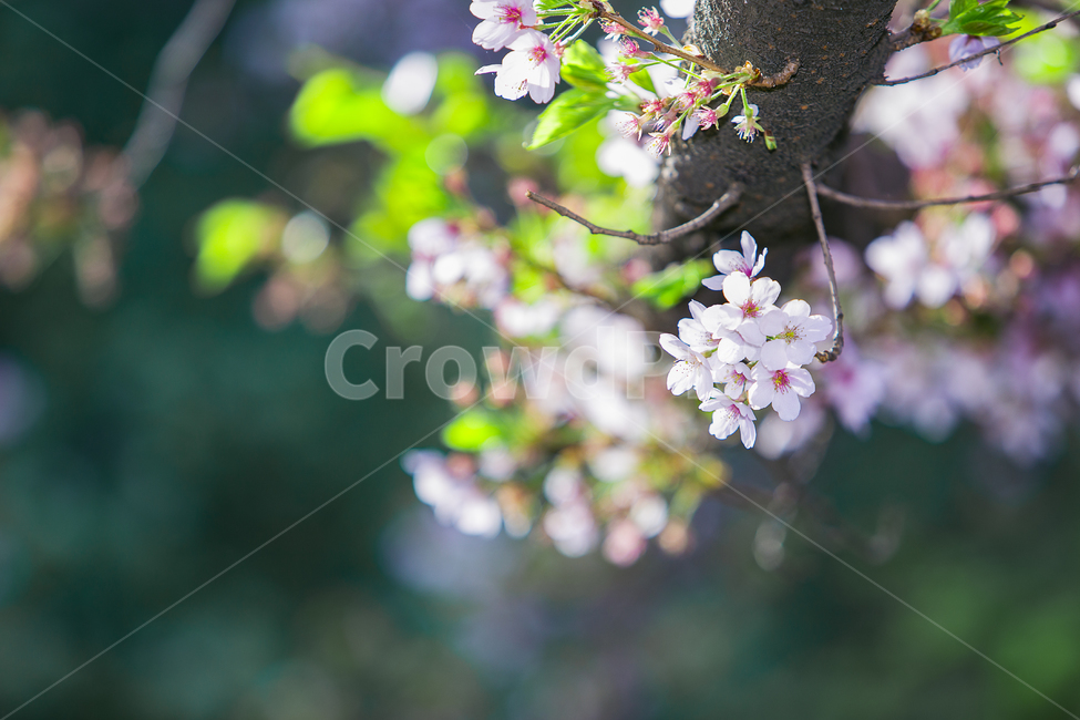 벚꽃,벗꽃,아침,봄,봄소식,3월,4월,봄꽃,벚꽃잎,꽃놀이,꽃동산,정원,파크,공원,가로수,나뭇잎,나무,벚꽃나무,벗꽃나무,벚꽃놀이,식물,벚꽃개화,꽃,배경,벚꽃축제,봄,계절,spring,season,plant