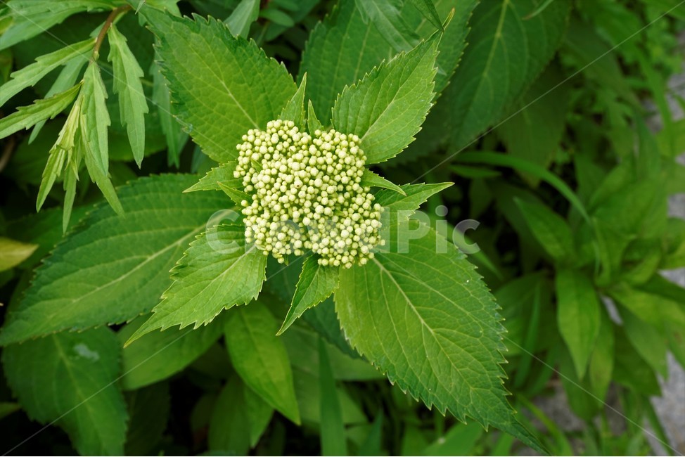 산수국,자연,식물,꽃,flower,bloom,유성화,무성화,가꽃